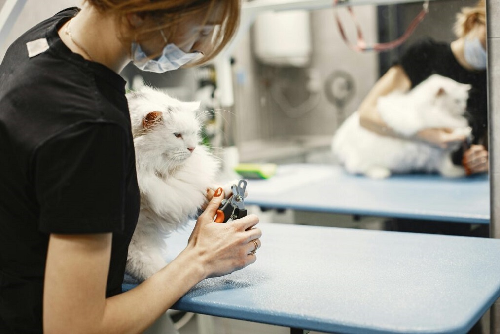 Free Apps to turn your pet into human