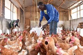 Poultry Jobs In USA For Foreigners With VISA Sponsorship